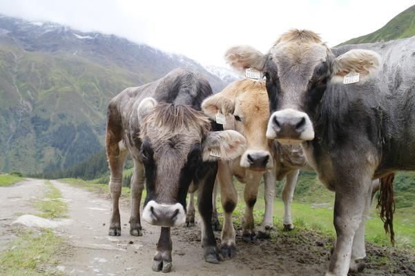 Tiroler Grauvieh mit Braunvieh in der Mitte, Kaunertal, Tirol, Austria