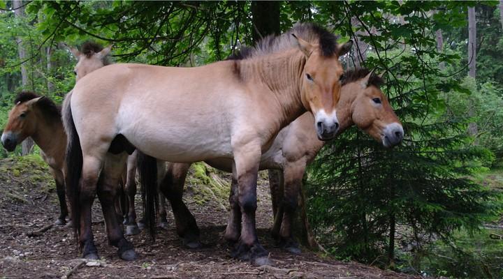 Przewalski-Pferde , mongolisches Wildpferd, horse, Bavaria, Wald, Stadtwald