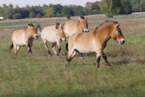 Przewalski Pferde , Takhi,  Mongolische Wildpferde ,Siebentischwald, Bavaria