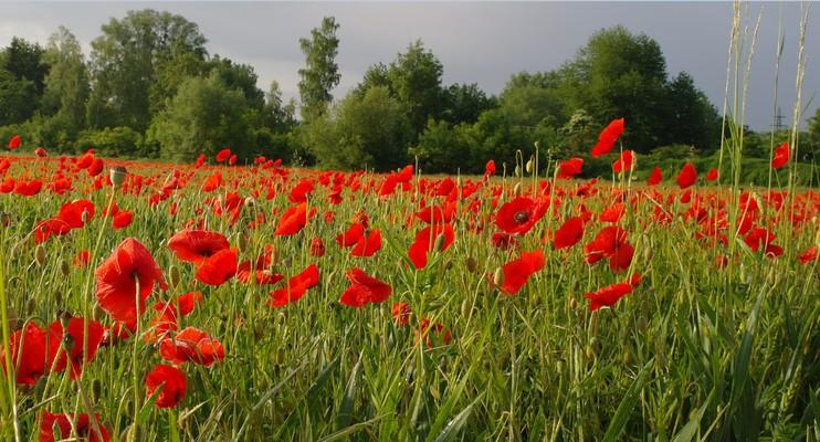 Mohnblumenfeld, NIederbayern, Bavaria, Wiese, Sommer, flowers