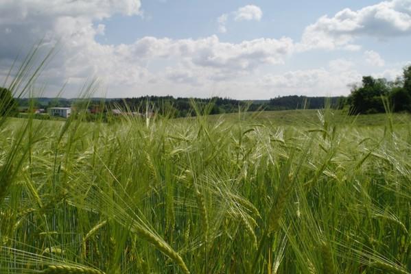 Weizenfeld, Niederbayern, Bayern, Bavaria, Landwirtschaft, Sommer