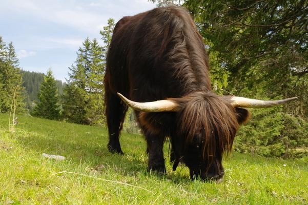 Schottisches Hochlandrind beim Grasen auf der Ehrwalder Alm