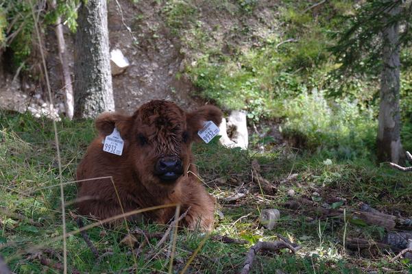 Hochlandrind Kalb beim  Mittagsschlaf im Wald, Almabtrieb, Viehscheid, Herbst, ich will Kühe