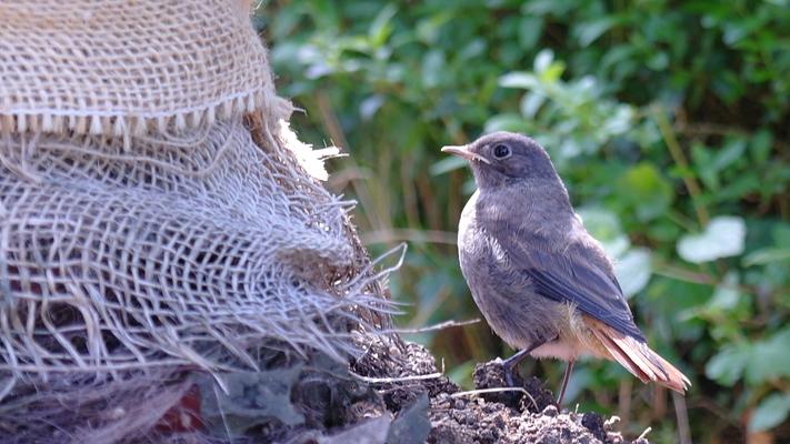 Gartenrotschwanz in der Sonne, bird in
 the sun