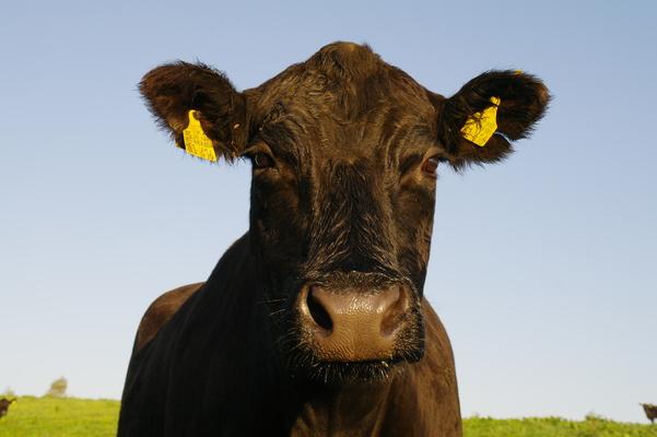 black Angus cattle, rind, Niederbayern, bavaria, almabtrieb
