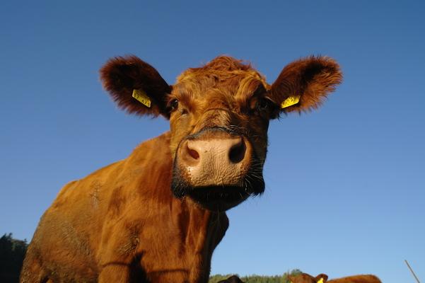 brown angus cattle, Almabtrieb, bavaria