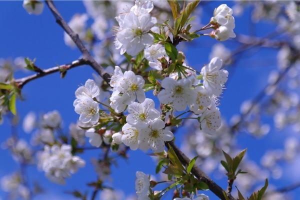 Kirschblüte , Niederbayern , cherry blossom time in Bavaria