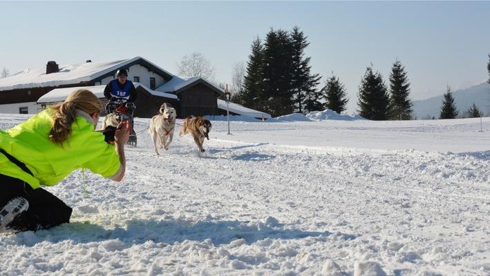 Tour bavaria alps inzell, dog sledding