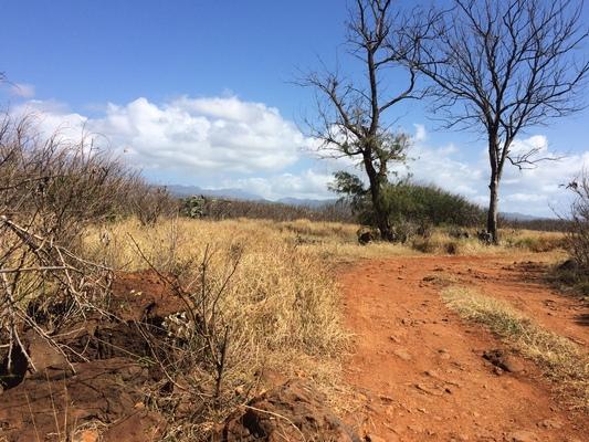 Salt pond beach...this isn't the beach area itself, but shows a different area nearby...red dirt, dry grasses , trees and beautiful sky...