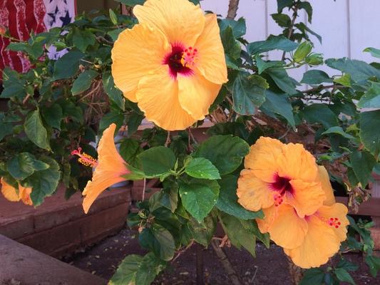 Dreamlike garden in Kaumakani... the Hibiscus flower ? is the State flower of Hawaii... this plant has beautiful yellow and red blossoms. There are many different colors of Hibiscus growing in our State...