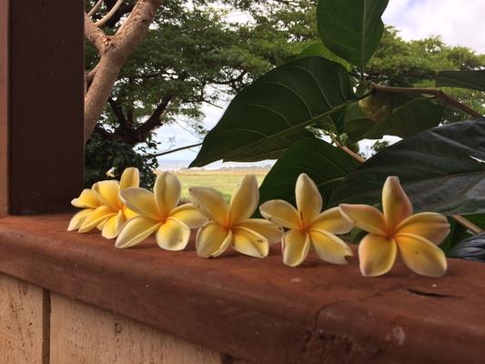 Dreamlike garden ❤️... the view of Plumeria that Grit placed on the back lanai wall... she is so talented and creative with flowers and all things artistic...bring beauty into my world...❤
