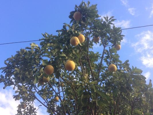 Kaumakani Citron tree.  Many kinds of citrus grow on Kauai, both domestic and wild. With rich red soil, warm sun and abundant rainfall ideal growing conditions exit here on the Garden Island....