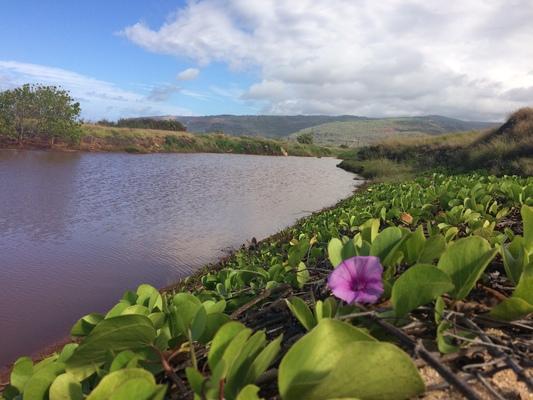 Waimea Beach 