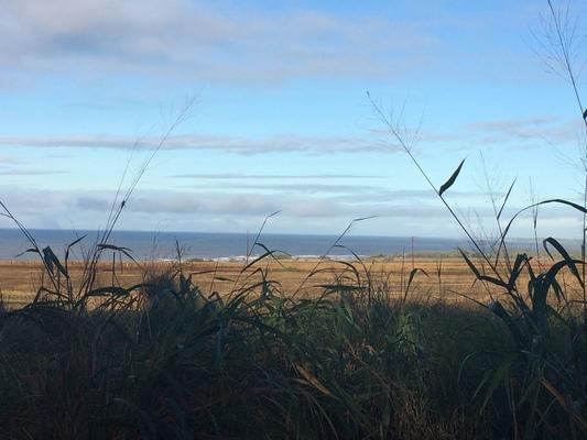 Dreamlike garden ❤️... looking through the chaos of untended grass out across corn fields to the beautiful Northern Pacific Ocean... this was paradise when my Grit was here...❤