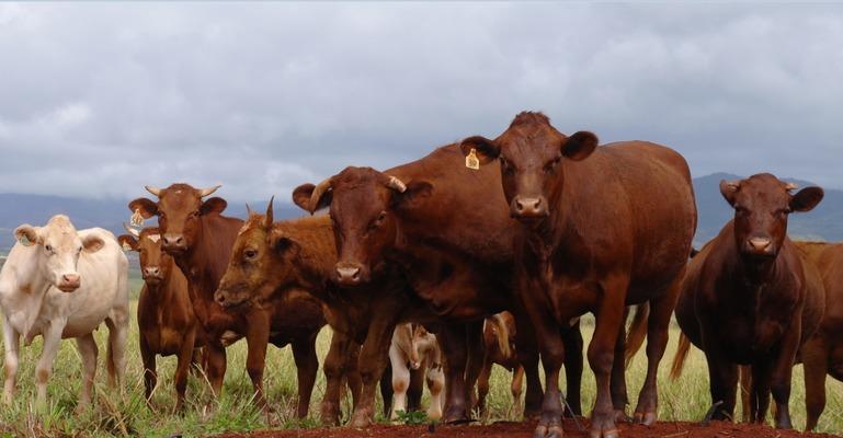 Kaumakani ❤️ Cattle ... very curious about their beautiful photographer Grit❤... wherever she went animals loved her... I do too❤❤❤