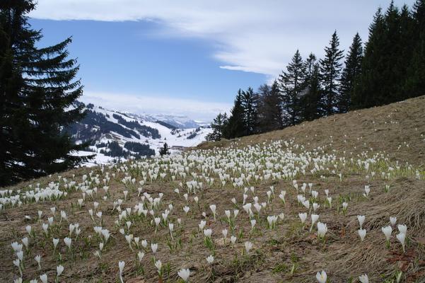 Krokusswiese, Steibis, Oberstaufen, Allgäu, Bavaria 