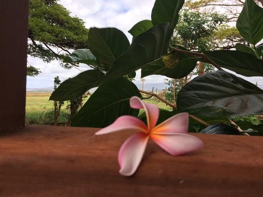 dreamlike garden ❤️ Gazing at a fragrant plumeria... peaceful and quiet. So much green... no wonder they call Kauai the garden island... 