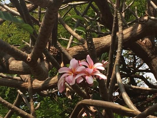 dreamlike garden ❤️ More Pumeria... growing in clusters scenting the air with their wonderful fragrance...