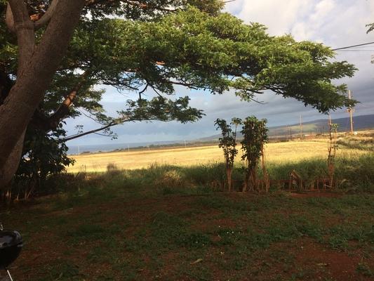 dreamlike garden ❤️ Looking West from Kaumakani toward the town of Waimea... under the Monkey Pod tree and across fields of corn... ocean, clouds and hills in the distance...