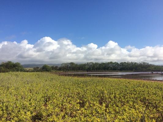 Salt pond beach facing East... flowers and brackish water mixed with rain water... beautiful contrast of colors... yellow, green and the blue of the sky with clouds in the distance...