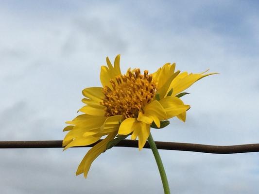 Kaumakani  flower "Arnika " These beautiful yellow flowers grow in many places wild on Kauai... their blossoms follow the warm Hawaiian sun as it traverses the skies... the only thing that's yellow on Kauai that's more beautiful than this flower is Grit's beautiful blonde hair... ❤