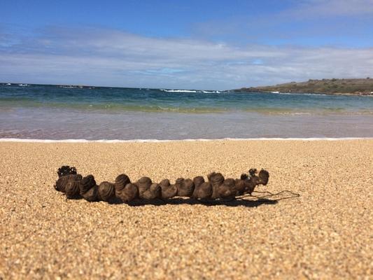 Salt pond beach and one of the little treasures that on occasion wash up on shore. This small branch with knots is an interesting example of what Mother Nature brings to our island... 