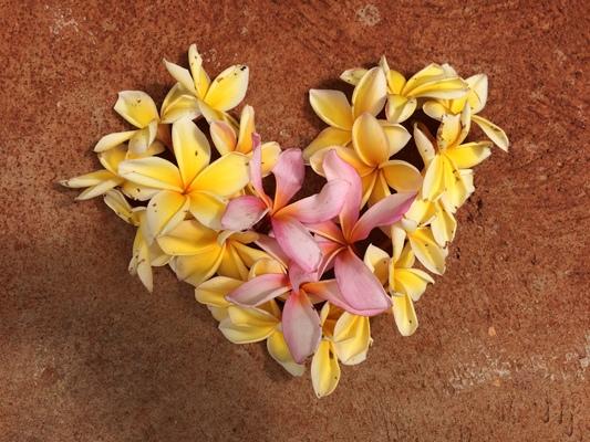 Plumeria come in different colors... here in a wonderful smelling heart ❤❤❤ shape... 