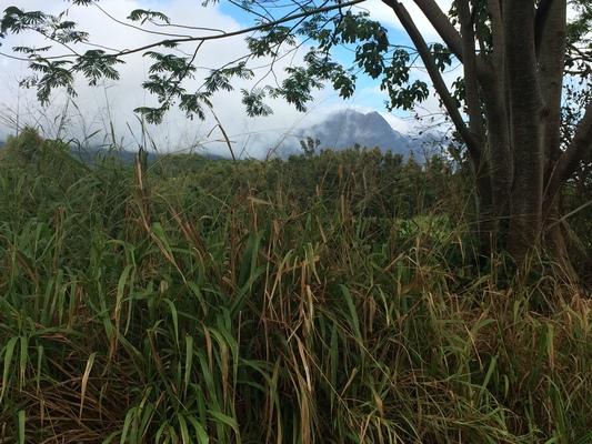 Grass... feed for cattle, trees with mountains and clouds in Kaumakani, HI... island of Kauai...