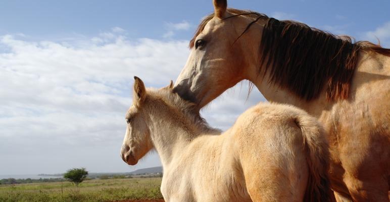 A mother and her colt enjoying their time together in Makaweli on the west side of kauai. Kauai has a strong tradition of cattle work and cowboys, or paniolos as they are referred to here...