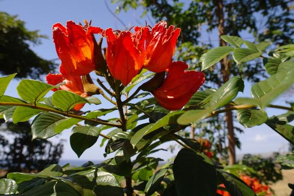 Dreamlike Garden ❤️... this is an African Tulip Tree, also called a Flame tree because the blossoms resemble flames... they are beautiful but when the weather is wet the blossoms hold water and mosquitos breed in the flowers.  These trees are also found on the African continent.