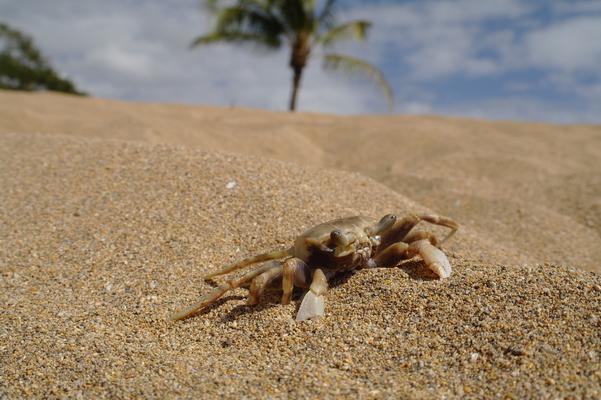 Salt Pond Beach and one of the many small crabs that call it home. They are everywhere and avoid humans. They move very quickly to keep away when people move close...