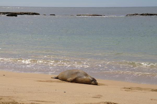 Salt Pond Beach and a rest Monk Seal... they come ashore to rest on the beach after hunting food all night... it's the season for them to pup their babies in the Spring... 