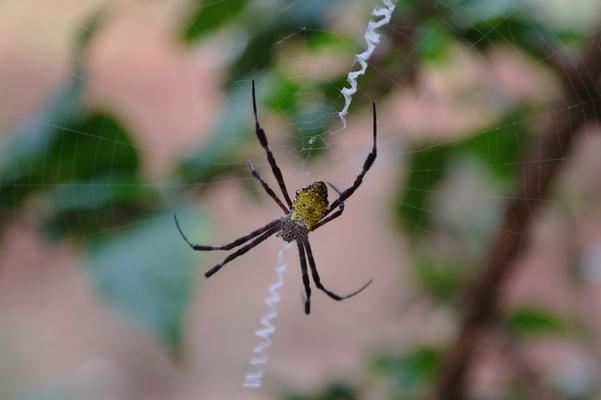 Dreamlike Garden ❤️ A banana spider spinning its web in a Hibiscus plant in Kaumakani... very industrious... one of many different spiders on Kauai...