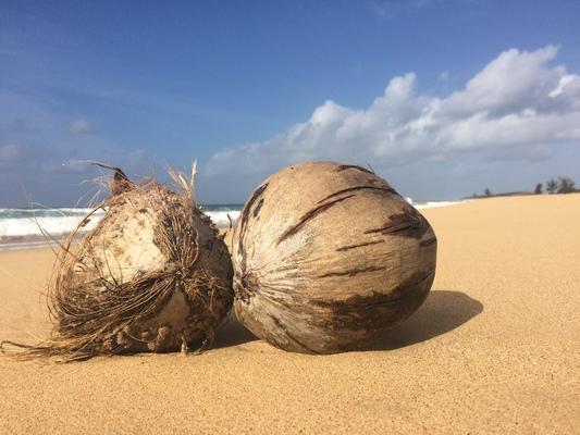 Kekaha Beach ❤️❤️❤️ With two coconuts... symbolizing a man and woman...endless sand with beautiful ocean and sky... 