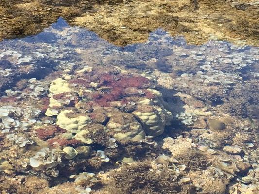 Salt Pond Beach ❤️... one of many tidal pools  with crystal clear water and marine life... a beautiful way to view some of the life under the sea...