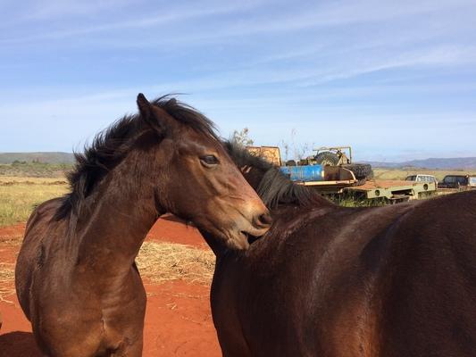 Love ❤️ Neck nibbles... also something my love and I enjoy... ❤❤❤ these horses live on the West side of Kauai. 