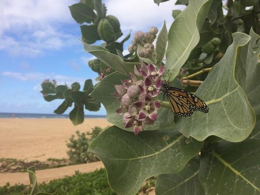 ❤️❤️❤️ A monarch butterfly on a sea bush by Kekaha Beach... butterflies have a very special place in my Grit's heart and mine as well...