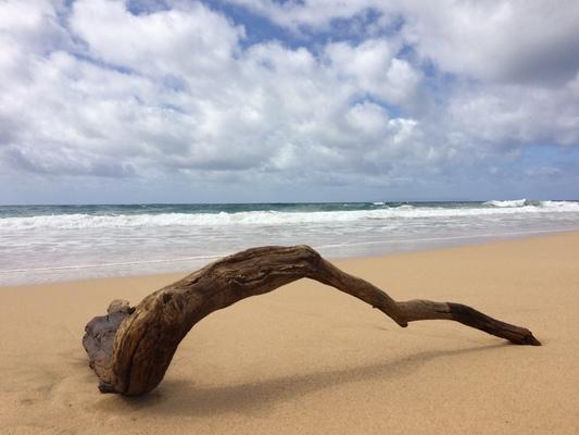 Kekaha Beach ❤️ With puffy clouds... beautiful waves breaking on the sands... driftwood washed in from from somewhere... if the driftwood could talk if it's journey to Kauai what would it say? I came from a mountain on Kauai? I am from another island in the chain? Maybe Japan .... or Alaska?