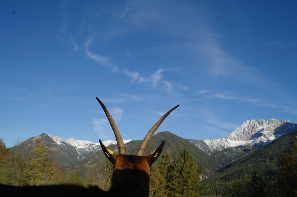 Bergziege, Blick auf Karwendelmassiv, Mittenwald, Bavaria