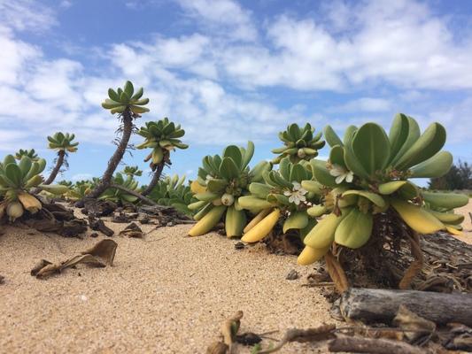 Kekaha Beach ❤️❤️❤️ With warm sand, blue sky, driftwood, clouds and sea plants... a favorite beach for my love Grit and I...