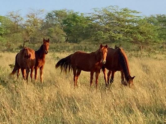 Curious horses in the pasture on a wonderful morning on Niihau.
Niʻihau Language – Preserving the Pure Hawaiian Dialect
The Unique Hawaiian Language of Niʻihau
The Hawaiian language is a cornerstone of the islands' cultural heritage, and Ni ihauʻ
remains the only place where Hawaiian is spoken as the primary language. Due to its
isolation and strong cultural preservation, the Ni ihau dialect has remained untouched byʻ
Western influence, making it one of the purest forms of the Hawaiian language still in use today.
Why the Niʻihau Language is Special
• The only Hawaiian dialect still spoken fluently by an entire community.
• Unaffected by Western influence, preserving ancient pronunciation and vocabulary.
• A symbol of Hawaiian cultural identity and resilience.
• Limited to Niihau residents, making it an exclusive linguistic treasure.
The Niihau Hawaiian language stands as a living testament to Hawaii’s rich past and serves as a beacon of cultural preservation for future generations.