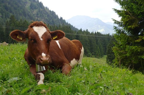 Allgäuer Fleckvieh auf Wiese. Obersdorf, Bavaria