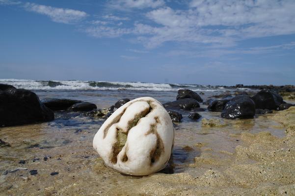 A piece of coral "rock"... the action of being rolled around in the water on the beach has worn down a lot of the sharper pieces on the coral.  The contrast between white coral and black volcanic rock is very nice... the waves breaking in the distance with sand and blue sky makes this a beautiful picture. 