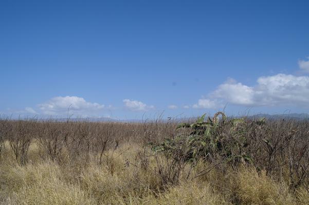 ❤️A different landscape for Kauai... the drier West side. Beautiful blue sky with distant clouds... 