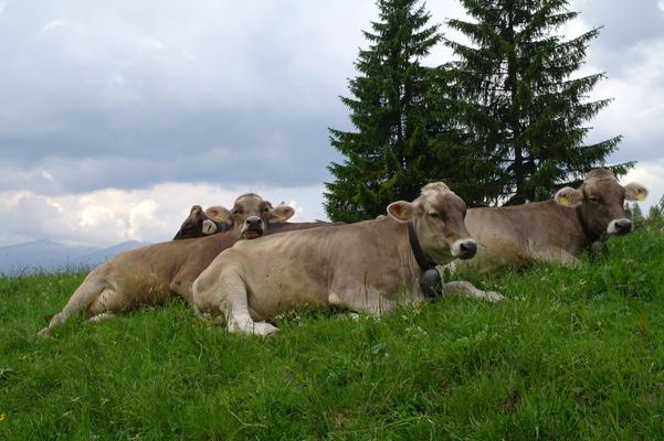 Allgäuer Braunvieh auf Wiese, Obersdorf, Bavaria