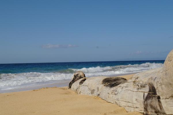 A very special driftwood log... buried in the sand by the never ceasing action of the waves and sand... waves breaking nearby and a  glorious blue sky... 