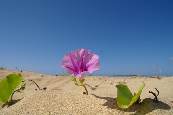 A beautiful pink blossom opens it's petals to the sun... blooming because it's been watered by recent rain... falling on a thirsty land... 