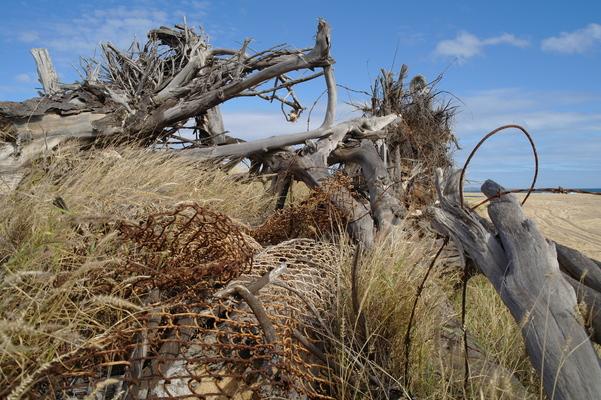 Driftwood and debris... what looks like junk to some becomes art to another... driftwood... sea grass...and discarded fencing becomes a masterpiece on the beach...