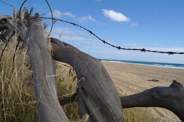 Wood twists... weathered gray... barbed wire rusted and sharp... weeds... sand with tire tracks... blue sky and blue ocean.... perfection 