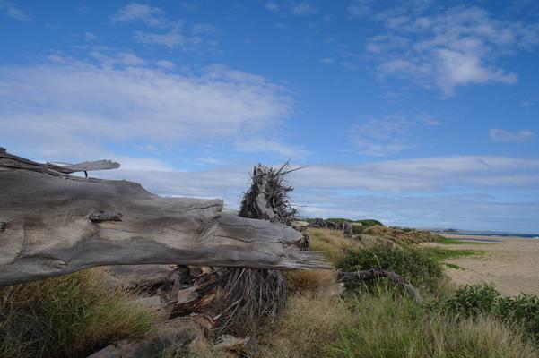 Driftwood... beautifully weathered wood from a tree that was downed long ago...a nice place to sit... and think... 